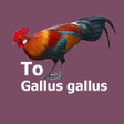Chicken Sound APK